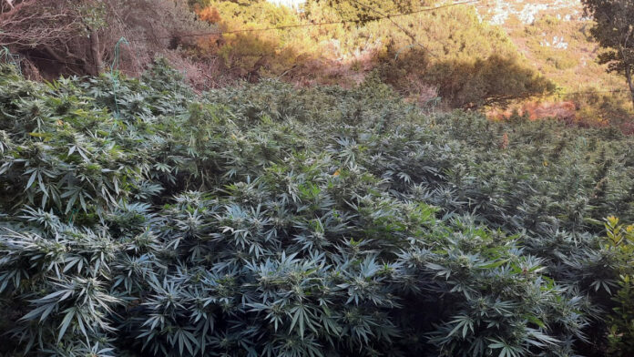 Κρήτη: Χασισοφυτεία-μαμούθ σε μοναστήρι στο Ηράκλειο – Είχαν κρεμάσει κομποσκοίνια