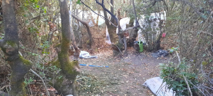 Κρήτη: Χασισοφυτεία με 1150 δενδρύλλια σε έκταση της Μονής Σαββαθιανών