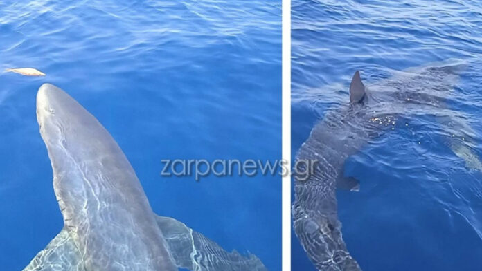 Κύθηρα: Καρχαρίας πάνω από τρία μέτρα βόλταρε γύρω από σκάφος ψαράδων