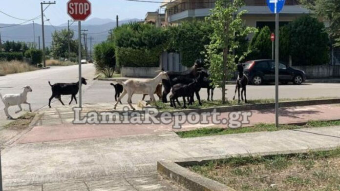 Λαμία: Κατσίκια… βόσκουν στον ποδηλατόδρομο – Δείτε βίντεο