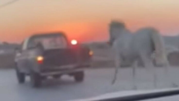 Μύκονος: Οδηγός έσερνε άλογο πίσω από αγροτικό – Βίντεο