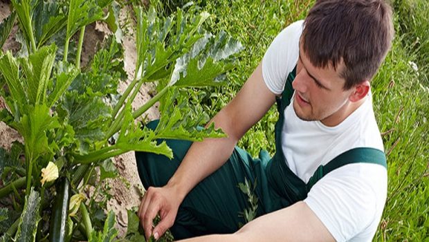 ΟΠΕΚΕΠΕ: Ξεκίνησε η πληρωμή των νέων αγροτών