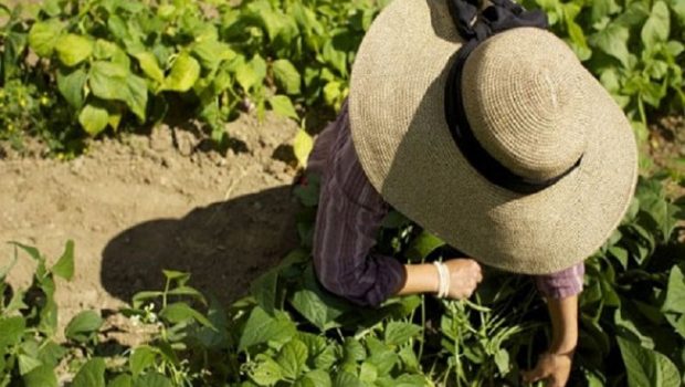 ΟΠΕΚΕΠΕ: Ποιες είναι οι υποχρεώσεις αγροτών στο πλαίσιο της Πολλαπλής Συμμόρφωσης
