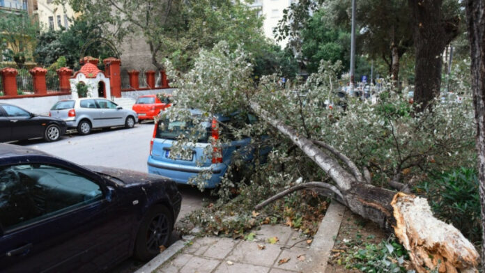 Προβλήματα από τους ισχυρούς ανέμους στην Κεντρική Μακεδονία – Δένδρο καταπλάκωσε 69χρονο