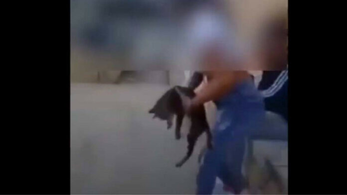 Πρόστιμο 5.000 ευρώ στην ανήλικη που κλώτσησε γατάκι στο Ρεθύμνου