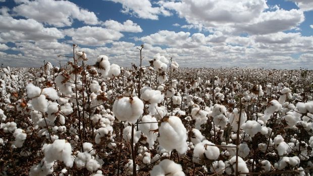 Ροδόπη: Συστάσεις και καλλιεργητικές πρακτικές για το βαμβάκι