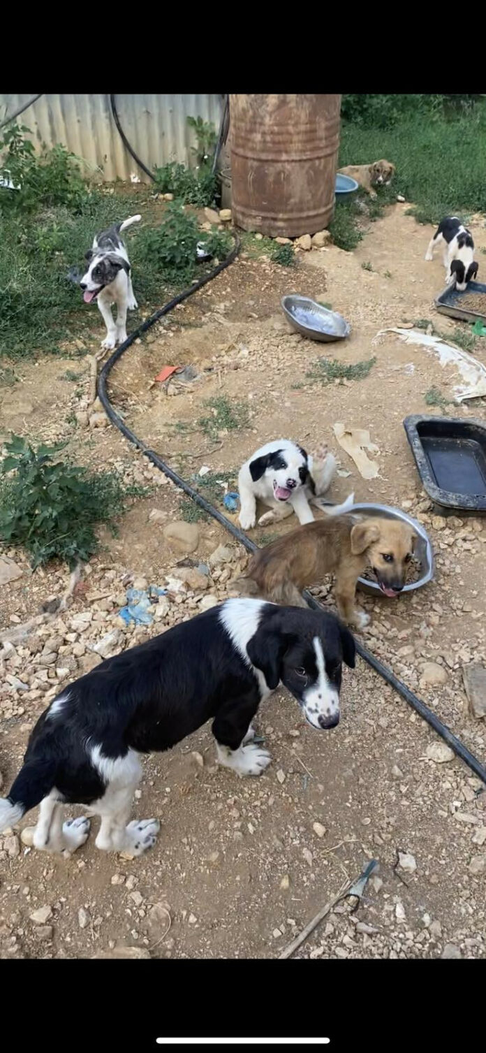 Σοκαριστικές εικόνες από «καταφύγιο» για σκύλους στην Φιλιππιάδα