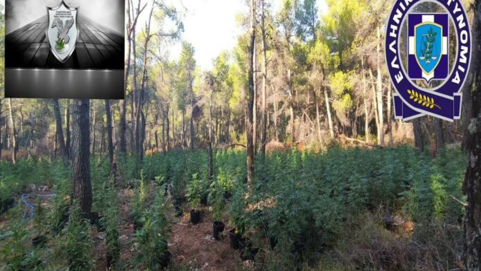 Στο φως 2.100 δενδρύλλια κάνναβης και οπλισμός