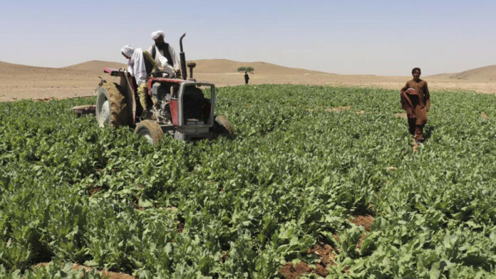 Αφγανιστάν: Η καλλιέργεια παπαρούνας αυξάνεται ραγδαία