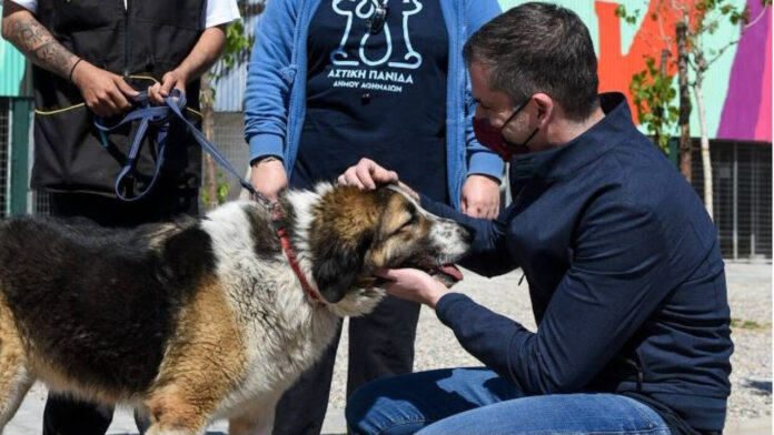 Δήμος Αθηναίων: Βασιλόπιτα προορισμένη ειδικά για σκύλους στο «Καταφύγιο Σωκράτη»