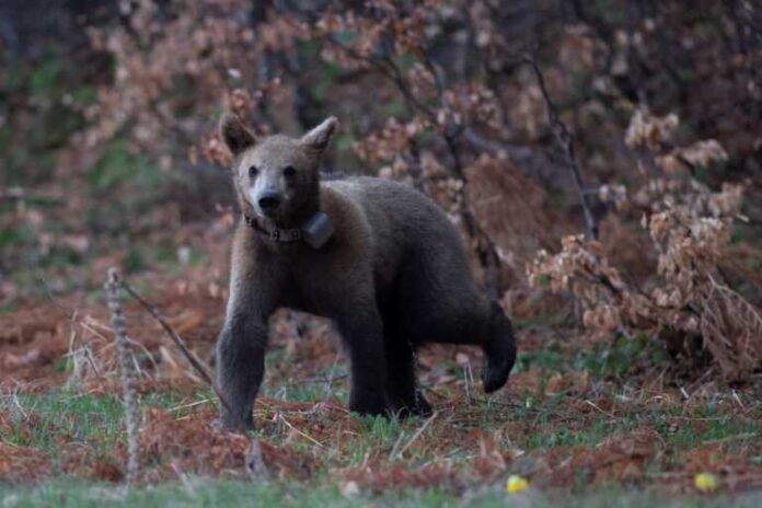 Αρκούδες με τα μωρά τους σε χωριά γύρω από την Καρσίτσα – Ανάστατοι οι κάτοικοι
