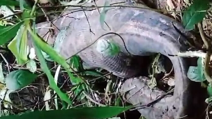 Ινδονησία: Πύθωνας 5 μέτρων καταβρόχθισε γυναίκα