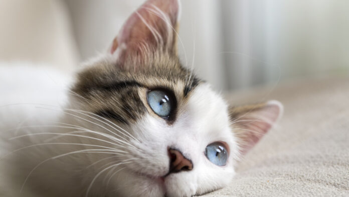 shutterstock_cat_gata.jpg