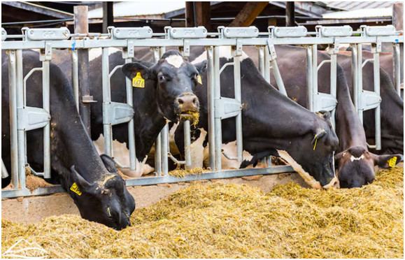 Ανήσυχοι οι λοιμωξιολόγοι από τη μετάδοση της γρίπης Η5Ν1 στις αγελάδες