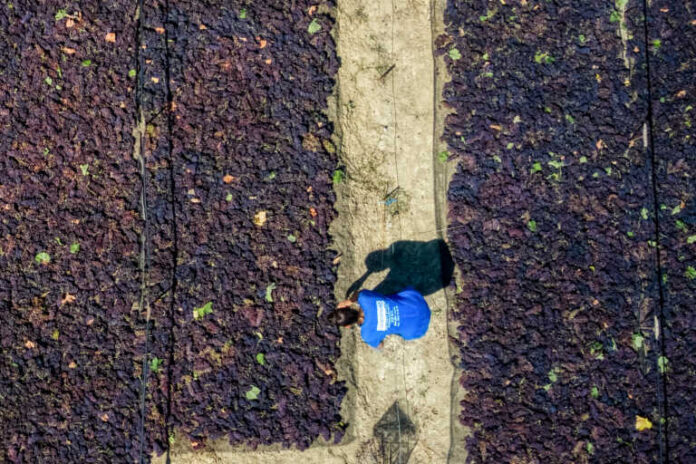 Σταφίδα: Οι δυνατότητες και τα «αγκάθια» στην ανάπτυξη του εμβληματικού ελληνικού προϊόντος