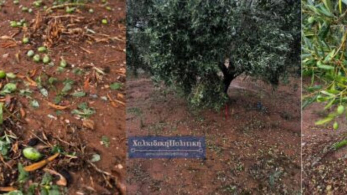 Θεσσαλονίκη: Ζημιές σε ελαιοκαλλιέργειες από τη χαλαζόπτωση στη Χαλκιδική