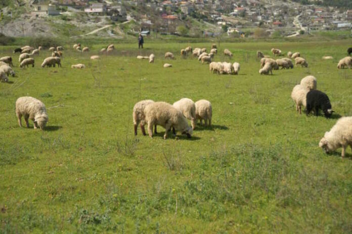PROVATA556_EUROKINISSI_01082024-768x512.jpg