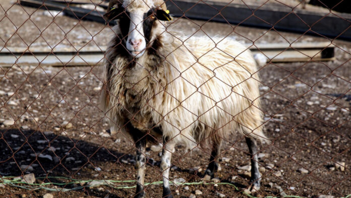 Κορινθία: Νέα εστία πανώλης αιγοπροβάτων