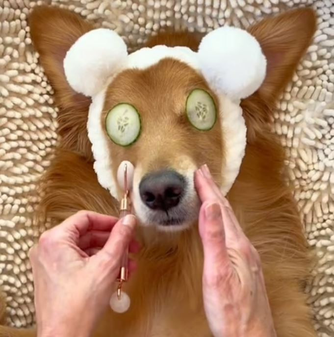 Spa για σκύλους: Οι influencers του TikTok σας δείχνουν πώς να κάνετε μασάζ στα ζωάκια σας