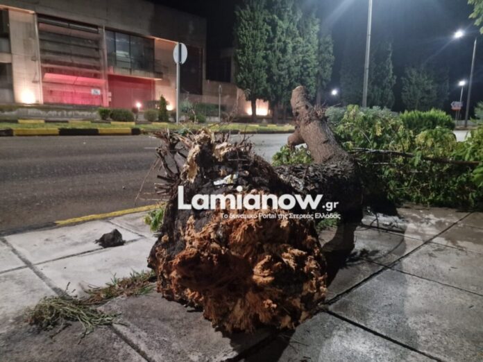 Η καταιγίδα ξερίζωσε δέντρα στην πόλη