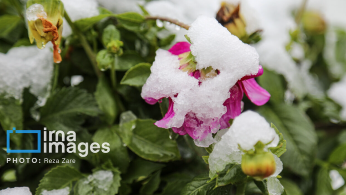 IRNA: «Η ζωή στο Ιράν συνεχίζεται κανονικά» – Οι αναρτήσεις στο Χ με… χιονισμένα λουλούδια