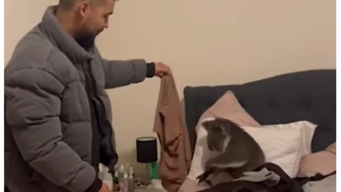 Αυστραλία: Ζευγάρι γυρίζει σπίτι του και βρίσκει κοάλα στο κρεβάτι του – Βίντεο