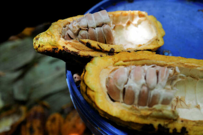 Το κακάο εκτινάσσεται στα 10.000 δολάρια – Αγωνία για τις τιμές στις σοκολάτες ενόψει των Χριστουγέννων