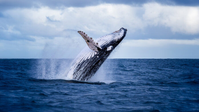 Χιλή: Φάλαινα κατάπιε νεαρό που έκανε καγιάκ μπροστά στην κάμερα – Δείτε βίντεο
