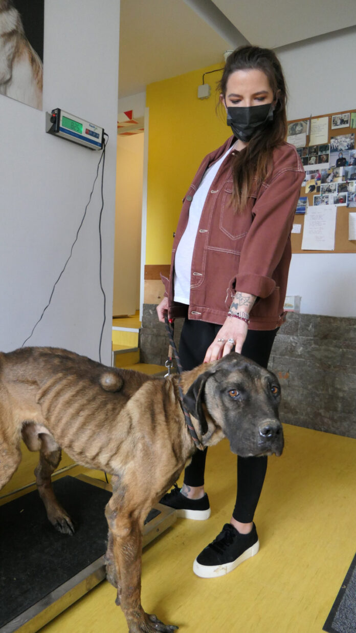 H Εριέττα Κούρκουλου Λάτση στο skai.gr για την Παγκόσμια Ημέρα Αδέσποτων Ζώων: ” H ατιμωρησία διαιωνίζει το πρόβλημα”