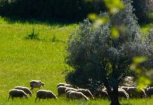 Πληρώθηκαν 13,1 εκατ. ευρώ σε 70.652 αιτήσεις